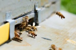 Honeyland | Natour Agency